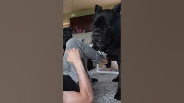 Thumbnail of Dog Attacked Me play fight #shorts #viral #funnydogs #pets