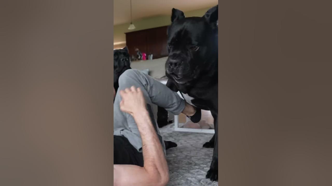 Dog Attacked Me play fight #shorts #viral #funnydogs #pets