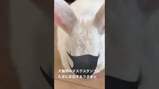 【うさぎ】マスクをするかしないかどっちなのか