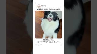 보더콜리 앞에서 전화하는 척하면 생기는 일