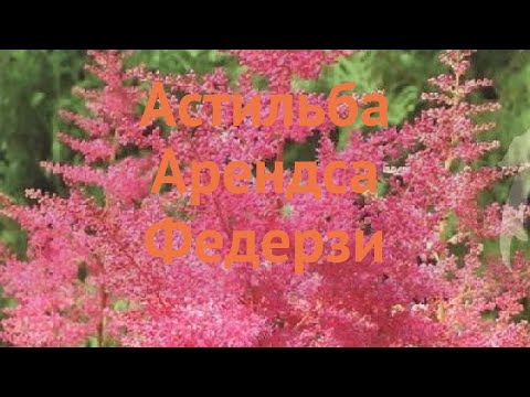 Астильба арендса Федерзи (astilbe arendsii federsee) 🌿 обзор: как сажать, саженцы астильбы Федерзи