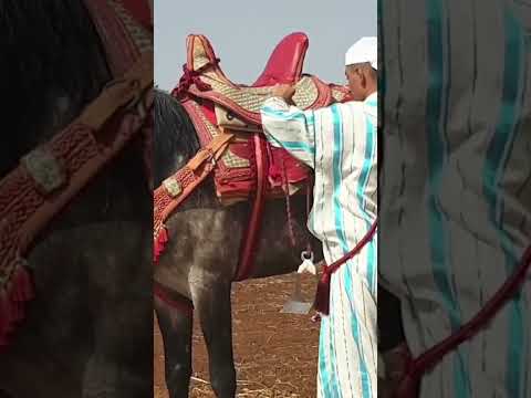 تبوريدة  خيل 