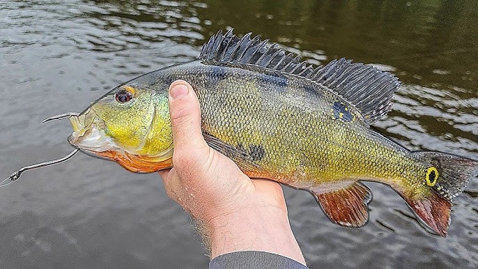 Top 3 Lures To Catch MONSTER Peacock Bass In Florida 