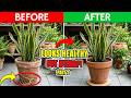 Snake Plant Dying But Looks Healthy? Here's 5 Hidden problem to check 🌿