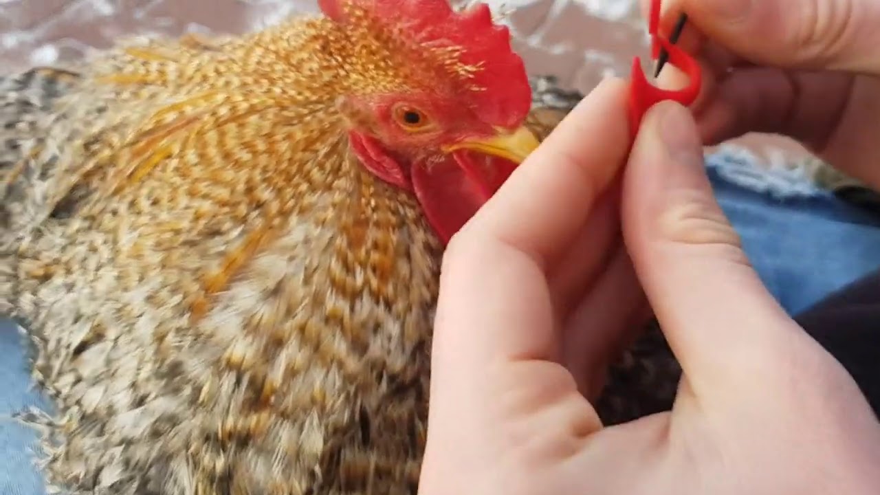 Jak założyć osłonki, noski dla kur? Poradnik oraz pokaz Karzełek Kochin/ Bird beak guards