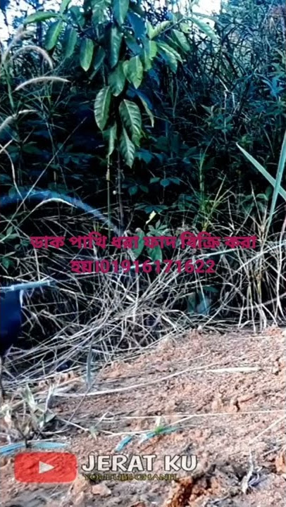 ruak ruak bird trap.waterhen bird trap.