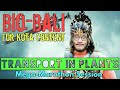 Transport in Plants | Mega-Marathon | BioBali Series by Vipin Sharma for NEET