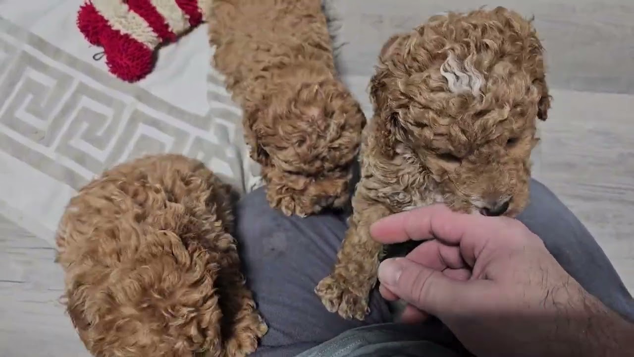 Kodak,Kimber & Kelli F1b Minigoldendoodle siblings playing with Christmas toys.
