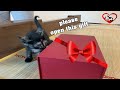 Kitten Lola Helps Open Gifts from Subcribers, Rescue this kitten for a week/Rescue Animals TN center