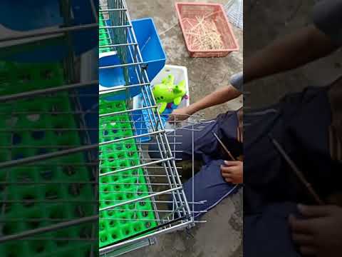 Video: Cara Memasang Sangkar Arnab