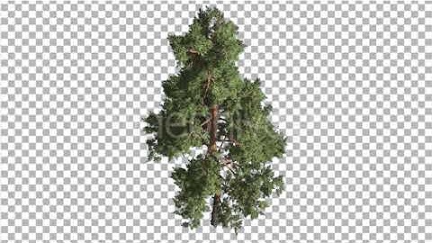 Scots Pine Pinus Sylvestris Glaucous Blue-Green | Motion Graphics - Envato elements