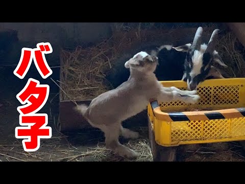 足をバタバタさせる赤ちゃんヤギが可愛かった 生後1日目 年4月26日 Baby Goat Flapping Its Legs Youtube
