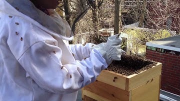 Warre Hive Package Bee Install