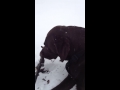 Chocolate lab playing in the snow