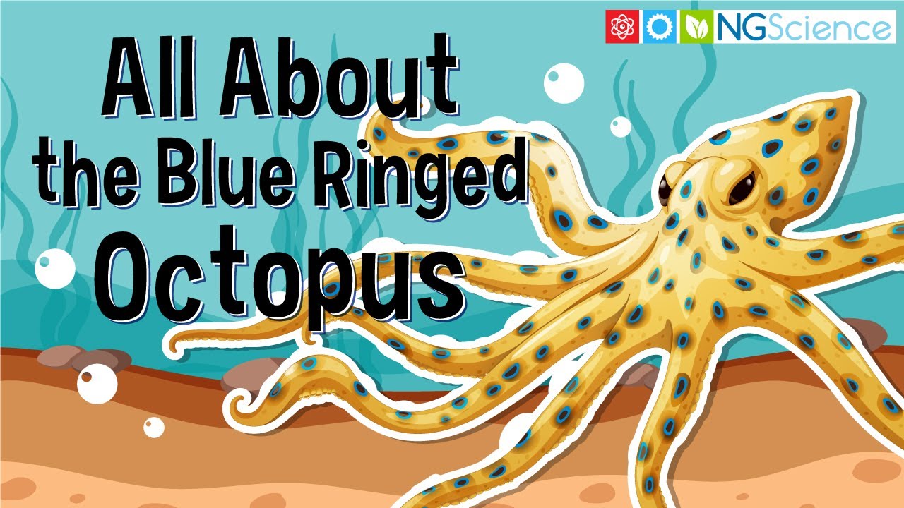 Blue ringed octopus | AIMS
