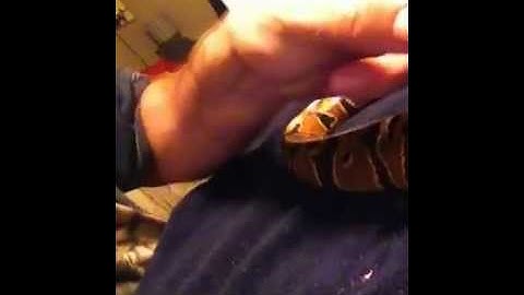 First treatment for ball python rescue.