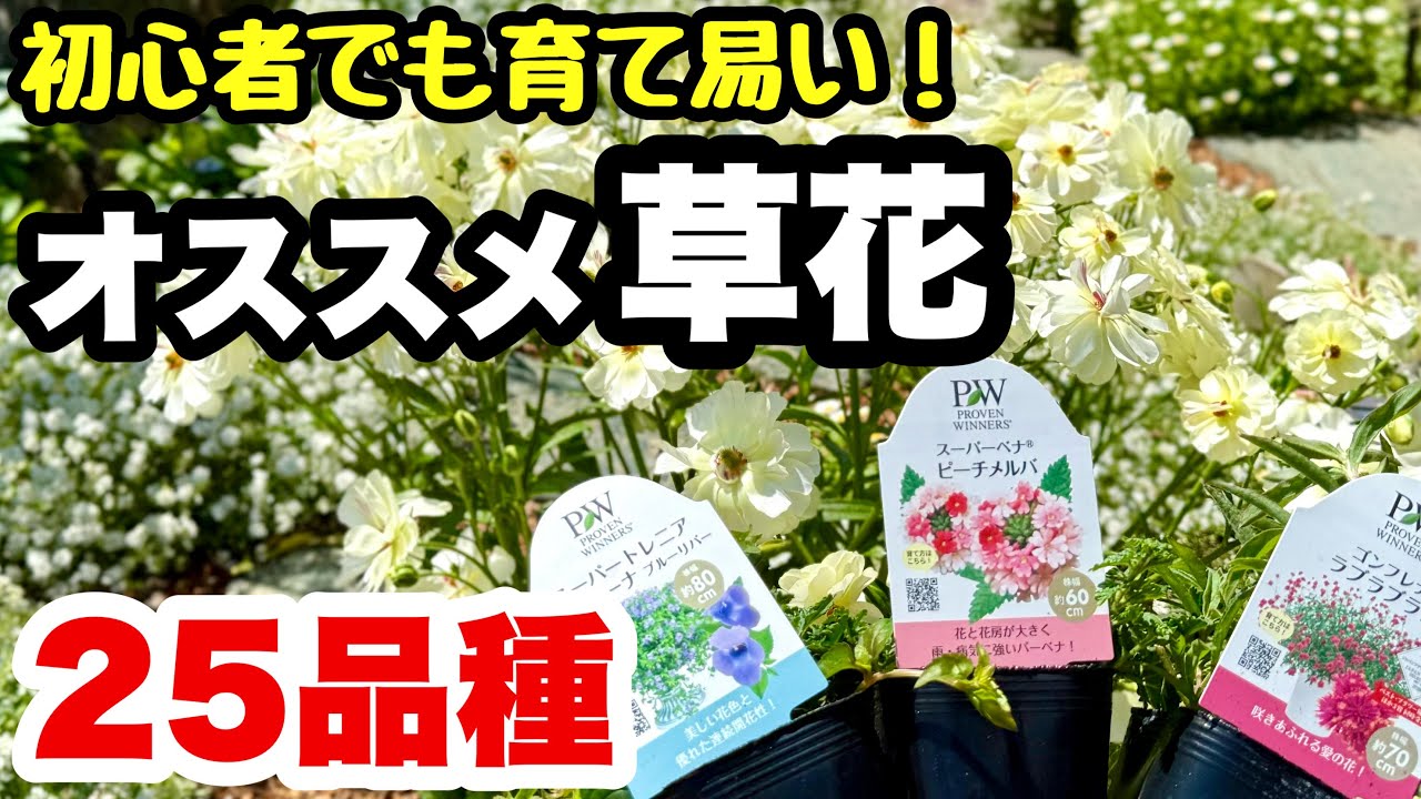 ◇Beginner-friendly! Easy to grow! 25 recommended spring and