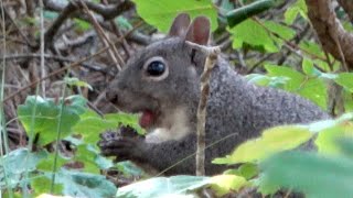 Squirrel Eats Pine Cone
