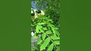 Это что за жук зеленого цвета?