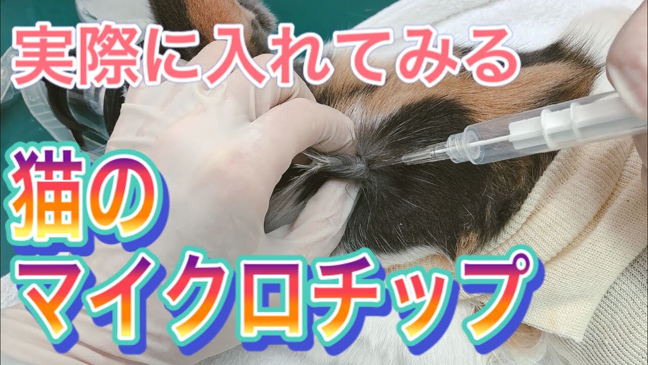 【猫のマイクロチップ】動物病院が教えるマイクロチップ。実際の一日。