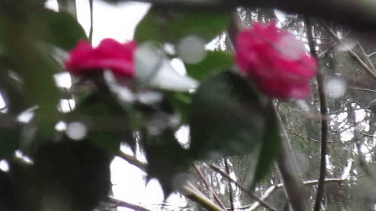 Camellia japonica in bloom / Winter