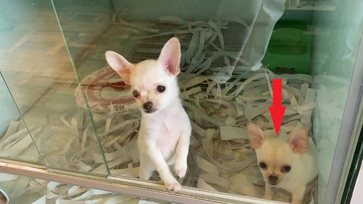 How to Deal With a Puppy Separation Anxiety | Crate Training Puppy Anxiety