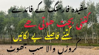 Sufaida Farming in Pakistan || Eucalyptus farming in Pakistan || sufaida (eucalyptus) profit