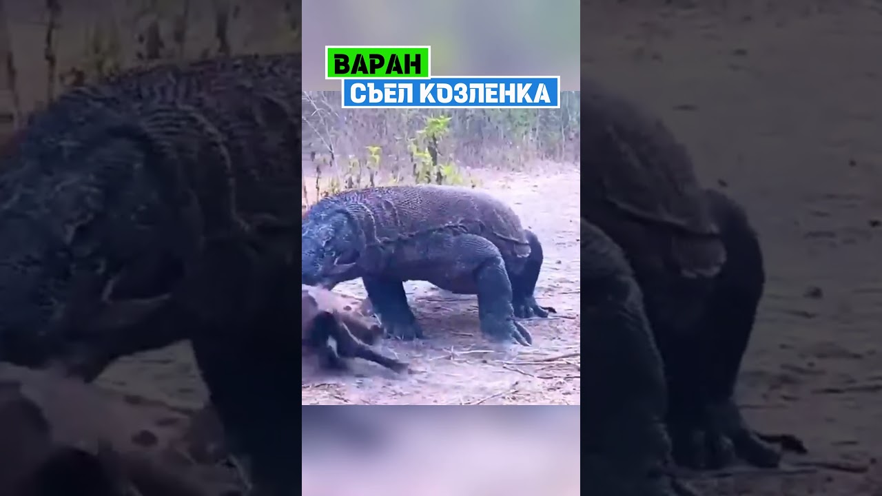 Варан ест козленка... #варан #ящерица #козел #животные