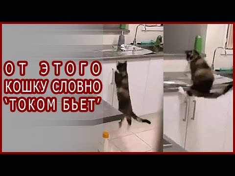 Как отучить кошку лазить по столам