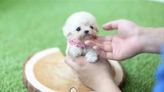 かわいすぎ 世界の小さい犬ランキングtop５ Docca どっか 今すぐ どっかへ