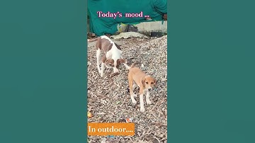 Outdoor Adventure! 🐶🌳 #DogLife#masti#shorts