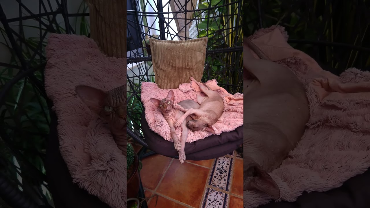 Pure Love Between Two Cats 💕 #cute #shortvideo #kitten