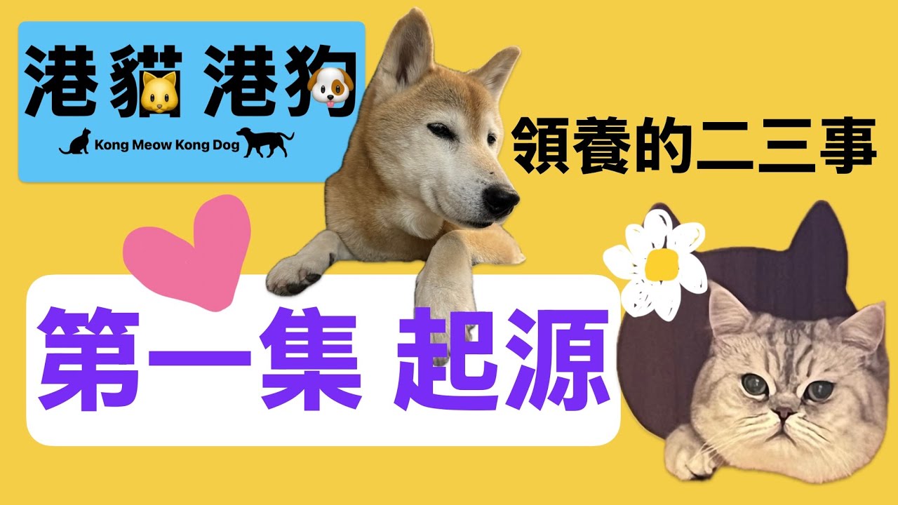 Everything About Adoption | 香港領養節目｜貓貓狗狗｜領養的二三事｜第一集｜起源