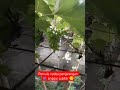 Penjarangan Berry Anggur Jupiter 🍇 34 HSP