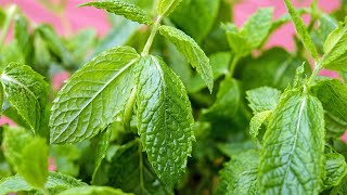 Comment je sèche de la menthe, astuce facile et efficace