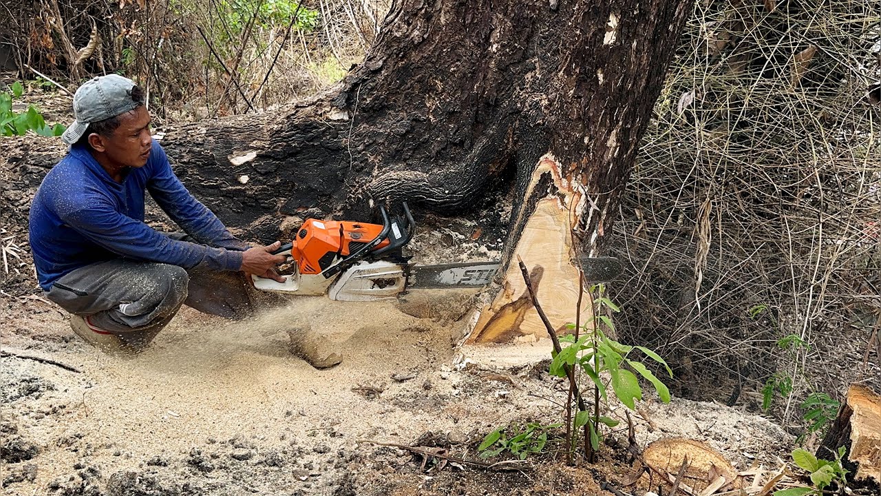The roots are almost uprooted... Cut down 2 old trees on the river bank ...