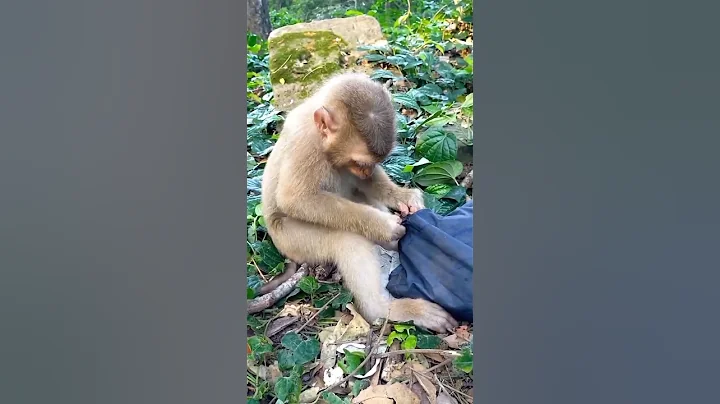A cute monkey bites a raincoat took a a motorcycle #shorts #monkey #funny