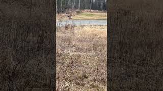 Double click if it’s a caribou