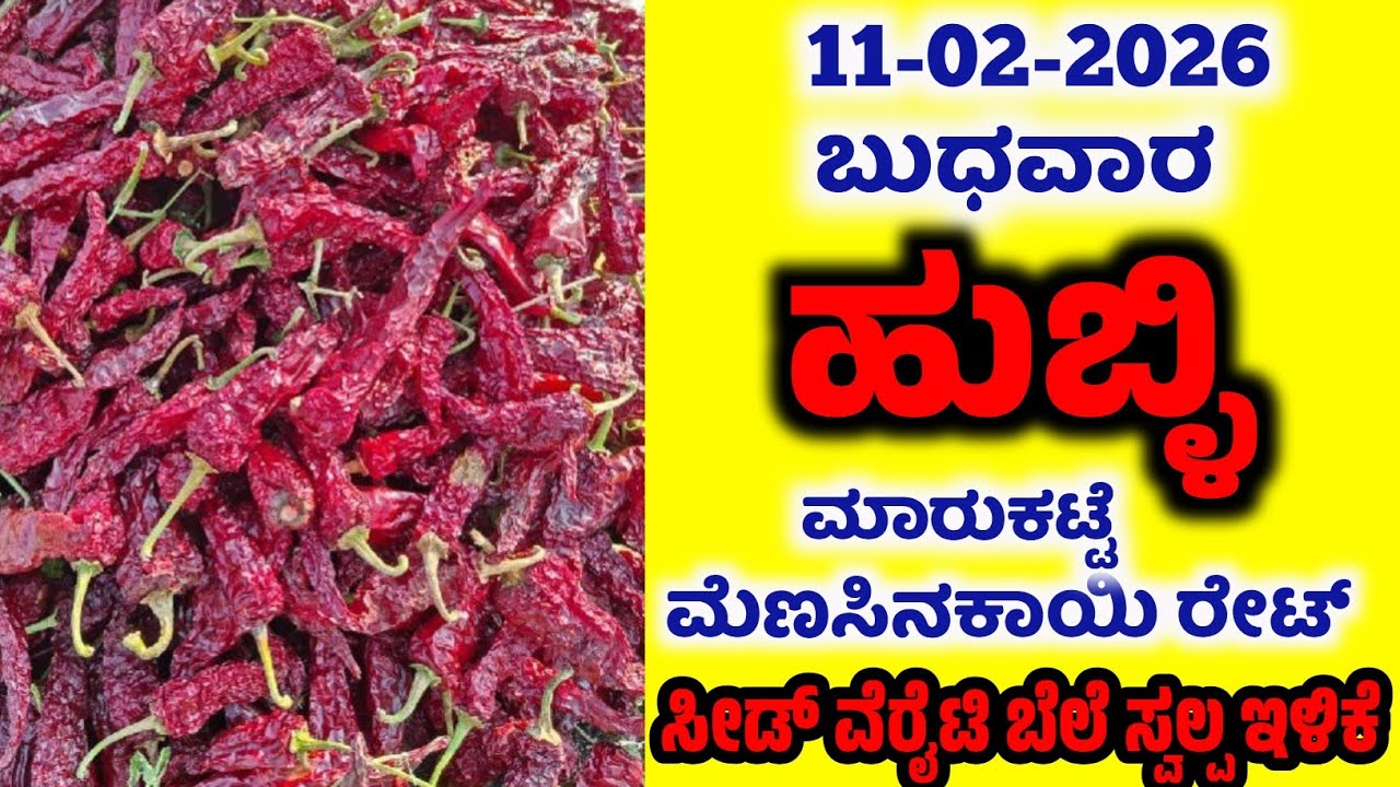 11-02-2026  Hubli Market Mirchi Rates | Today Mirchi Rate | Hubli Market | Byadgi Market 