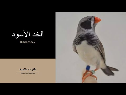 طفرات الزيبرا فينش الخد الأسود  