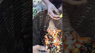mahua ki bij #shorts #ytshorts #shortsfeed