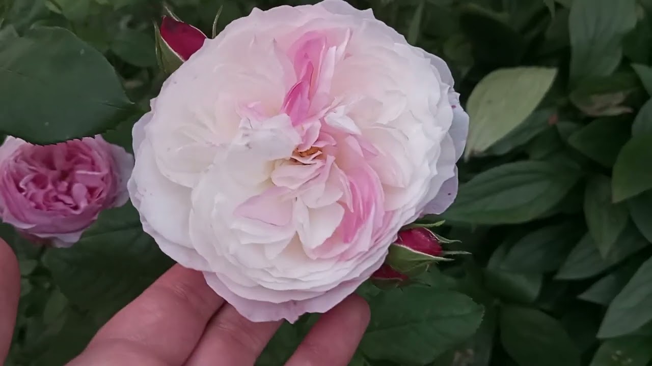 Вечірнє квітування. Гуляємо)