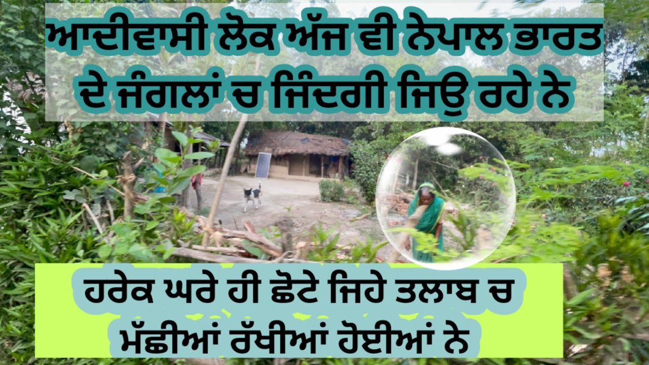 ਜੰਗਲ ਦੇ ਆਸਰੇ ਜਿਉਂਦੇ ਨੇ ਅਧਿਵਾਸੀ ਲੋਕ ਅੱਜ ਵੀ ਭਾਰਤ ਨੇਪਾਲ ਦੇ ਜੰਗਲਾਂ ਚ ਜਿੰਦਗੀ ਜੀਉ ਰਹੇ ਹਨ।