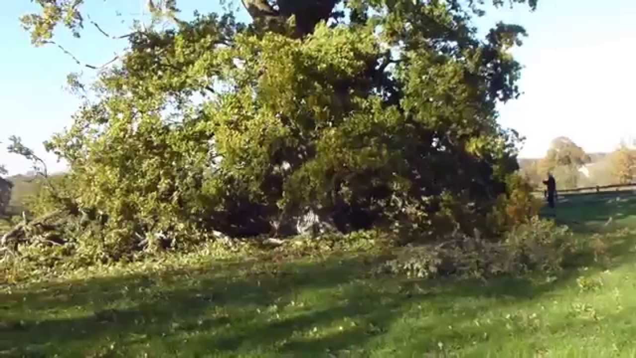 4. Cowdray Oak  in Midhurst  that nearly killed me 14.11.2013  -  Fallin eik