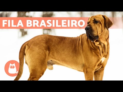 Video: El Fila Brasileiro (Mastín brasileño) es un gran perro guardián