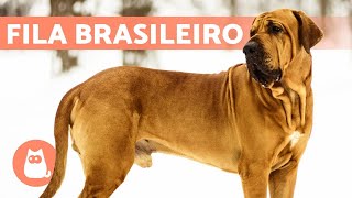 Raza de Perro FILA BRASILEÑO  Características, Cuidados y MÁS