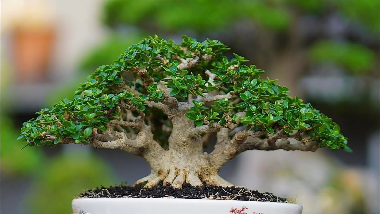 Kumpulan inspirasi bonsai sancang full 