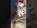 #catvideos #shortvideo
