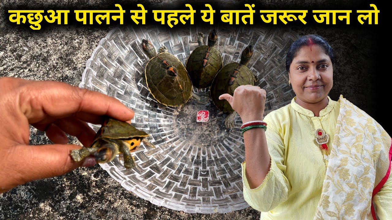 कछुआ पालने से पहले ये बातें जरूर जान लो 🐢 | Turtle Care Tips in Hindi | Pet Tortoise Guide