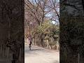 MTB STUNT #wheelie #viralvideos #automobile #youtubeshorts